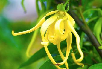 일랑일랑 엑스트라 Ylang ylang Extra