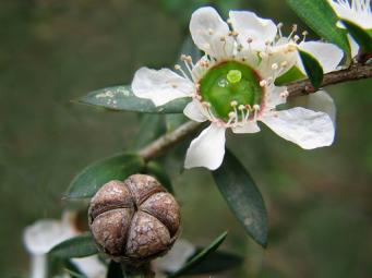 티트리 하이드로졸<br>Tea Tree Hydrosol