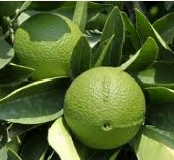 버가못 Bergamot