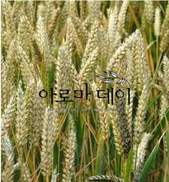 윗점오일 버진 Wheat germ cp virgin