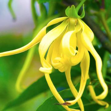 일랑일랑 엑스트라 Ylang ylang Extra