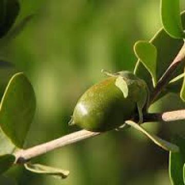 골든호호바 오일 Golden Jojoba 