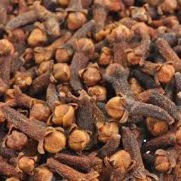 클로브 버드 Clove bud