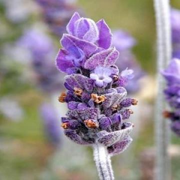 라벤더 불가리아 Lavander Bualgaria