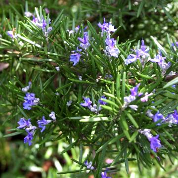 로즈마리 시네올 Rosemary ct. cineol