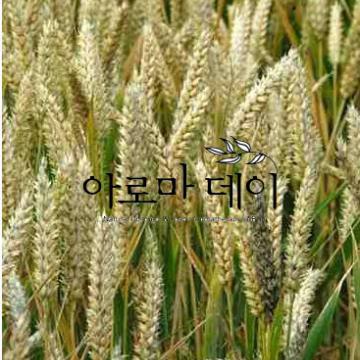 윗점오일 버진 Wheat germ cp virgin