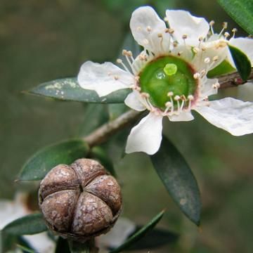 티트리 하이드로졸<br>Tea Tree Hydrosol