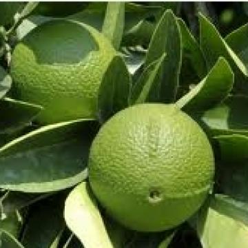 버가못 Bergamot